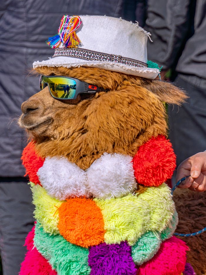 Vibrant llama wearing a hat and sunglasses in Arequipa, Peru, showcasing local culture.